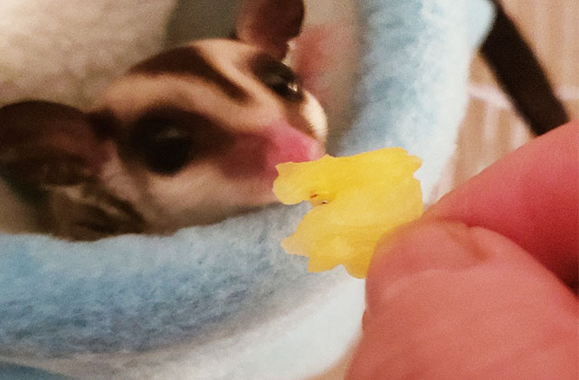 baby sugar glider eating fruit