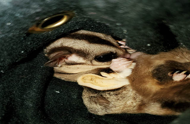 sugar glider curled up in pouch