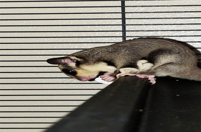 sugar glider holding on edge of cage