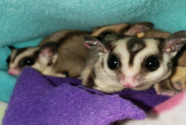 two sugar gliders in small pouch