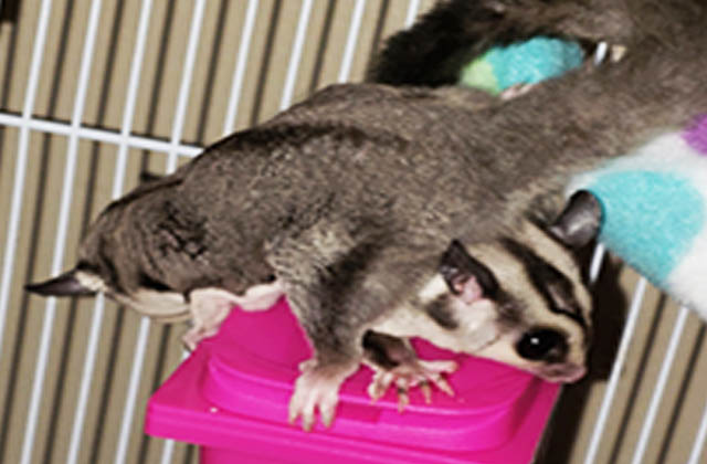 two sugar gliders on top of each other
