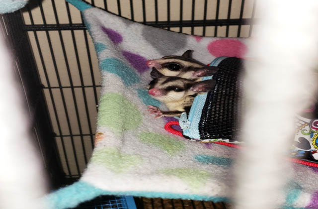 two sugar gliders sleeping in pouch