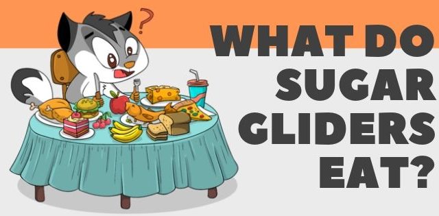What Do Sugar Gliders Eat?