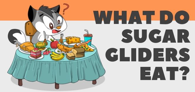 what do sugar gliders eat_
