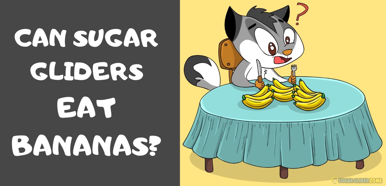 can sugar gliders eat bananas -