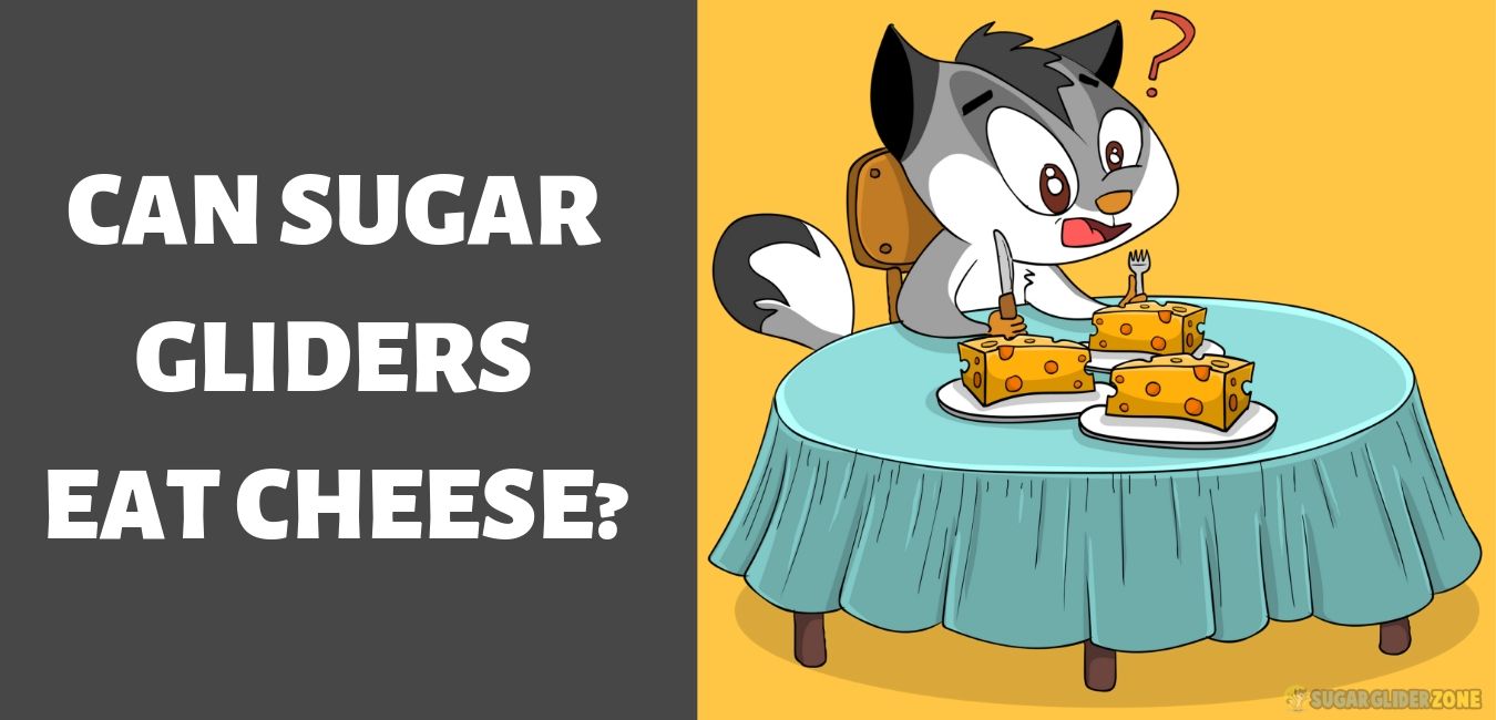 can sugar gliders eat cheese -