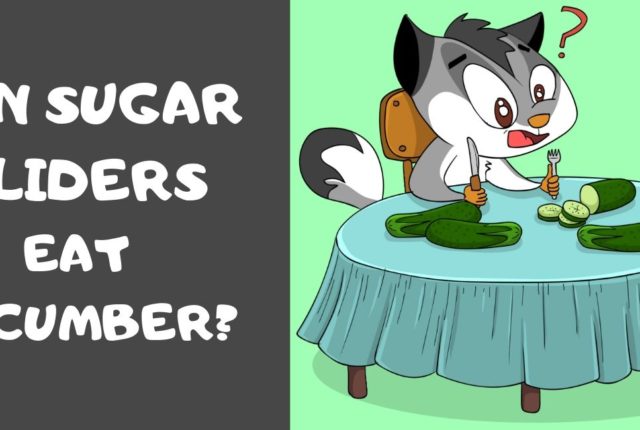 Can Sugar Gliders Eat Cucumber?