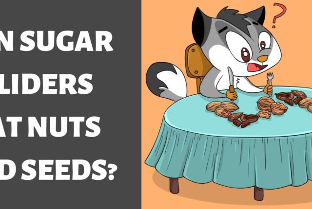 Can Sugar Gliders Eat Nuts And Seeds?
