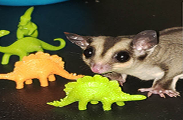 toys for sugar gliders