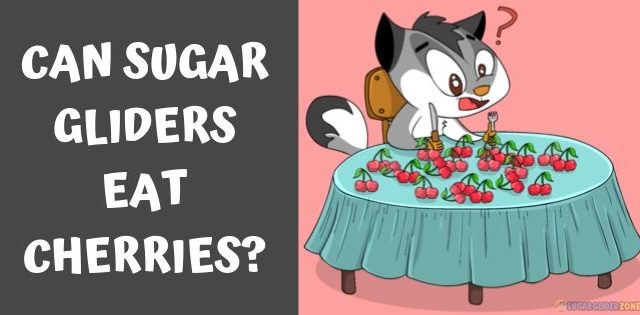 Can Sugar Gliders Eat Cherries?