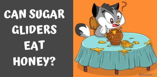 Can Sugar Gliders Eat Honey?