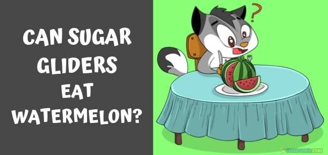 can sugar gliders eat watermelon _